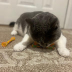 Catnip Mesh Spring Tubes Cat Toy Set – 3 Bouncy Pieces